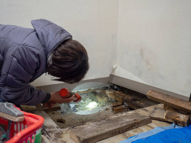  Hampton, GA Mold Removal Pros