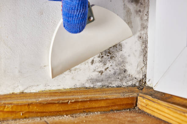 Best Basement Mold Removal  in Hampton, GA
