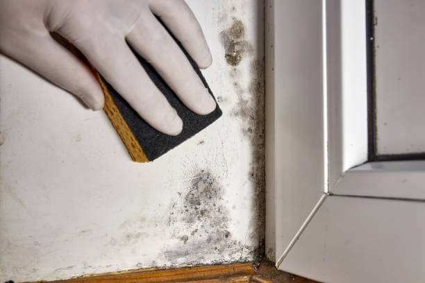 Best Real Estate Mold Inspection  in Hampton, GA