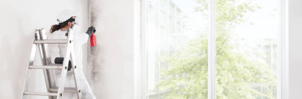 Best Biohazard Mold Removal  in Hampton, GA